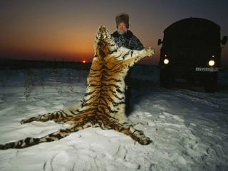 Harimau Siberia Diburu Malam Hari, Diambil Bagian Tubuhnya